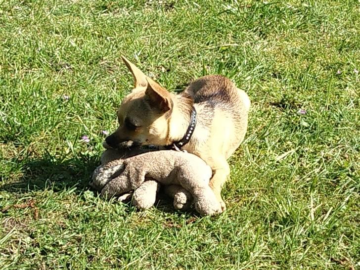 Chihuahua Peanut - hendes yndlings bamse ! billede 3