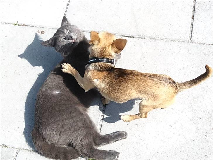 Chihuahua Peanut - Peanut og otto :D billede 4