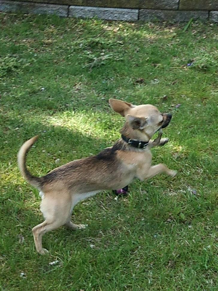 Chihuahua Peanut billede 5