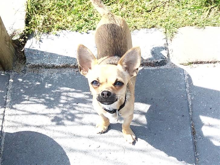 Chihuahua Peanut - har du noget til mig? :D billede 6
