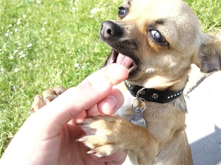 Chihuahua Peanut - legesyge engel <3 billede 7