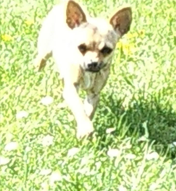 Chihuahua Peanut - her kommer jeg :D billede 8
