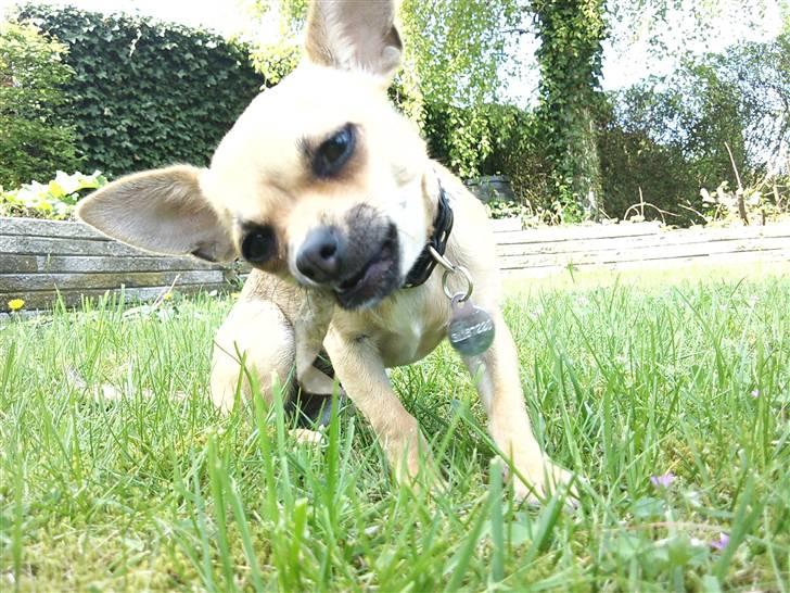 Chihuahua Peanut - mmmhm pind ! billede 9