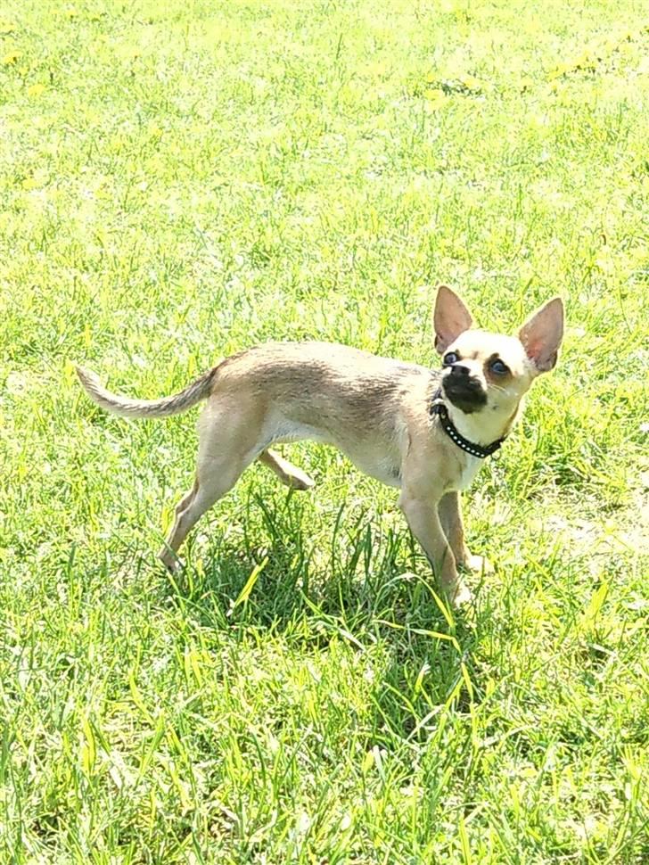 Chihuahua Peanut billede 10