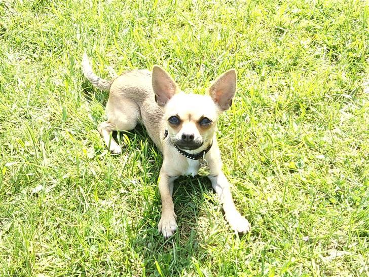 Chihuahua Peanut billede 11