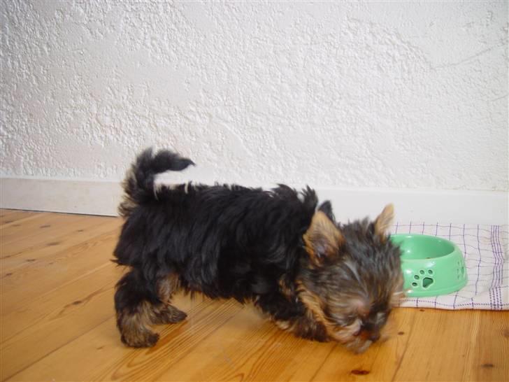 Yorkshire terrier Messi billede 16