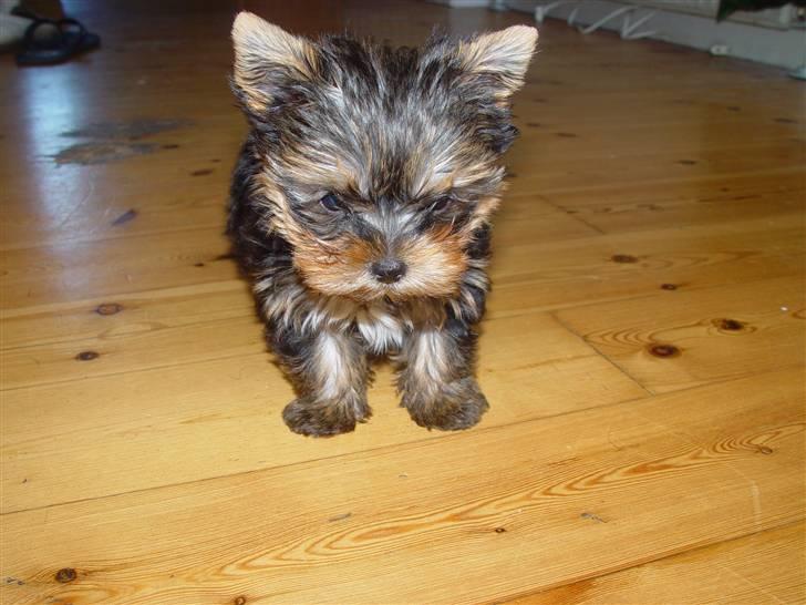 Yorkshire terrier Messi billede 17