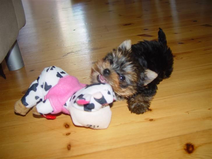 Yorkshire terrier Messi billede 18