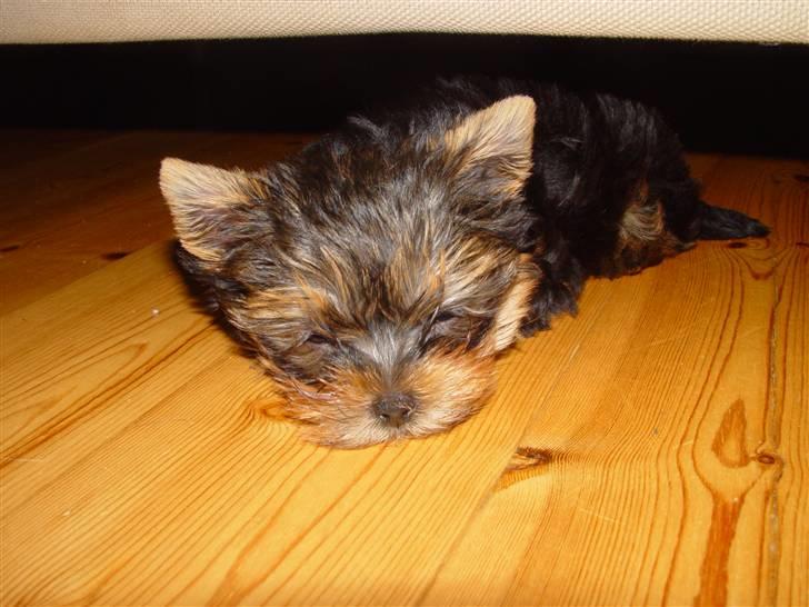 Yorkshire terrier Messi billede 19