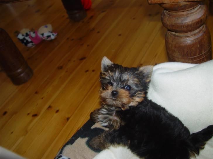 Yorkshire terrier Messi billede 20