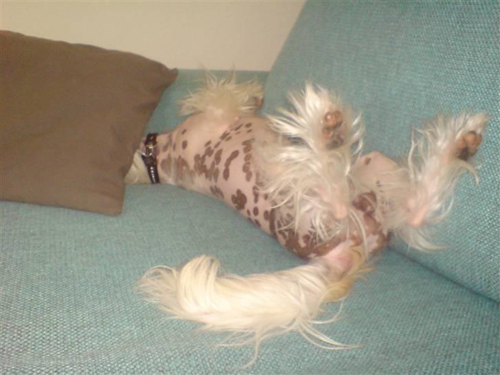 Chinese crested hårløs Spike - Hvor er Spike? billede 14