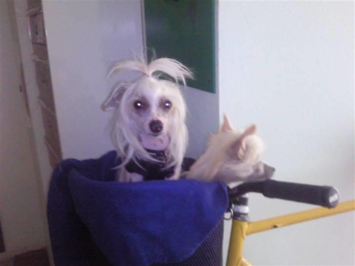 Chinese crested hårløs Spike - Klar til en cykeltur! billede 15