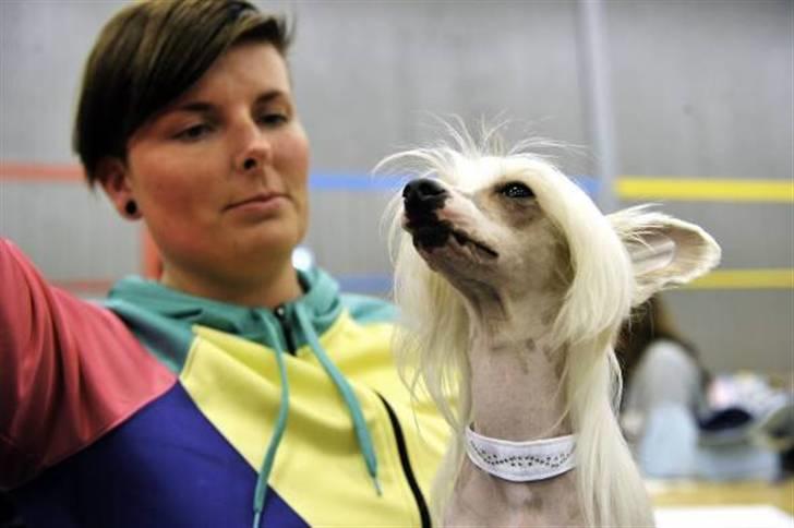 Chinese crested hårløs Spike - Hundeudstilling billede 16