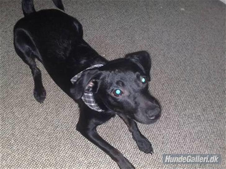 Blanding af racer Zofie *RIP* *06/10/11* - Velkommen til min profil billede 1