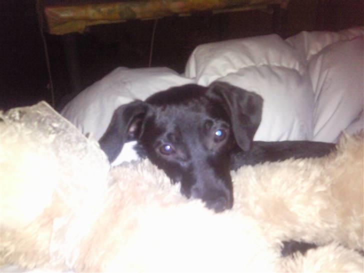 Blanding af racer Zofie *RIP* *06/10/11* billede 2