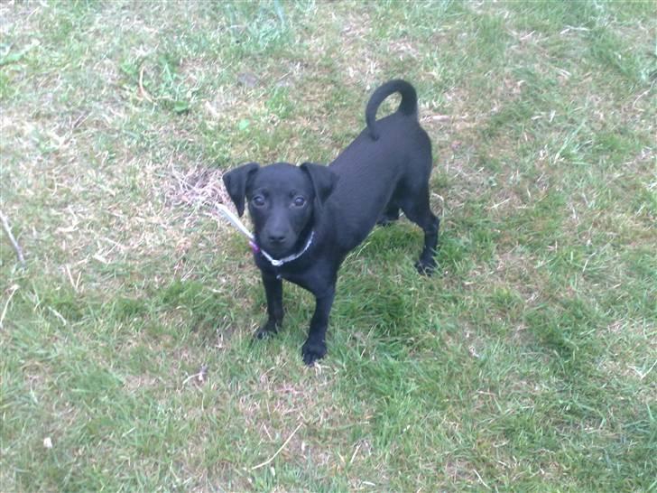 Blanding af racer Zofie *RIP* *06/10/11* billede 3