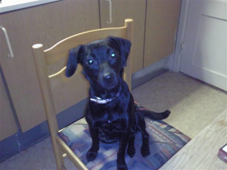 Blanding af racer Zofie *RIP* *06/10/11* billede 4