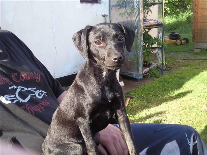 Blanding af racer Zofie *RIP* *06/10/11* billede 5