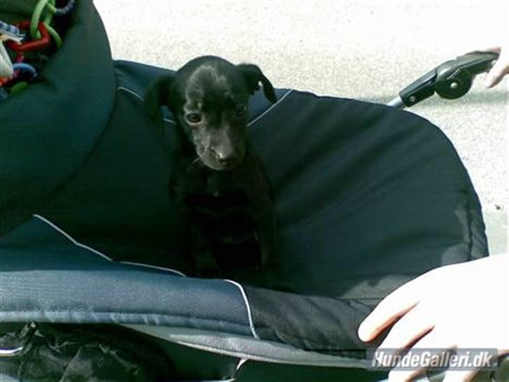 Blanding af racer Zofie *RIP* *06/10/11* - Her er jeg et par dage efter jeg kom hjem til min mor. Jeg blev træt i benene af at gå da vi var nede og besøge moster Annette. billede 6