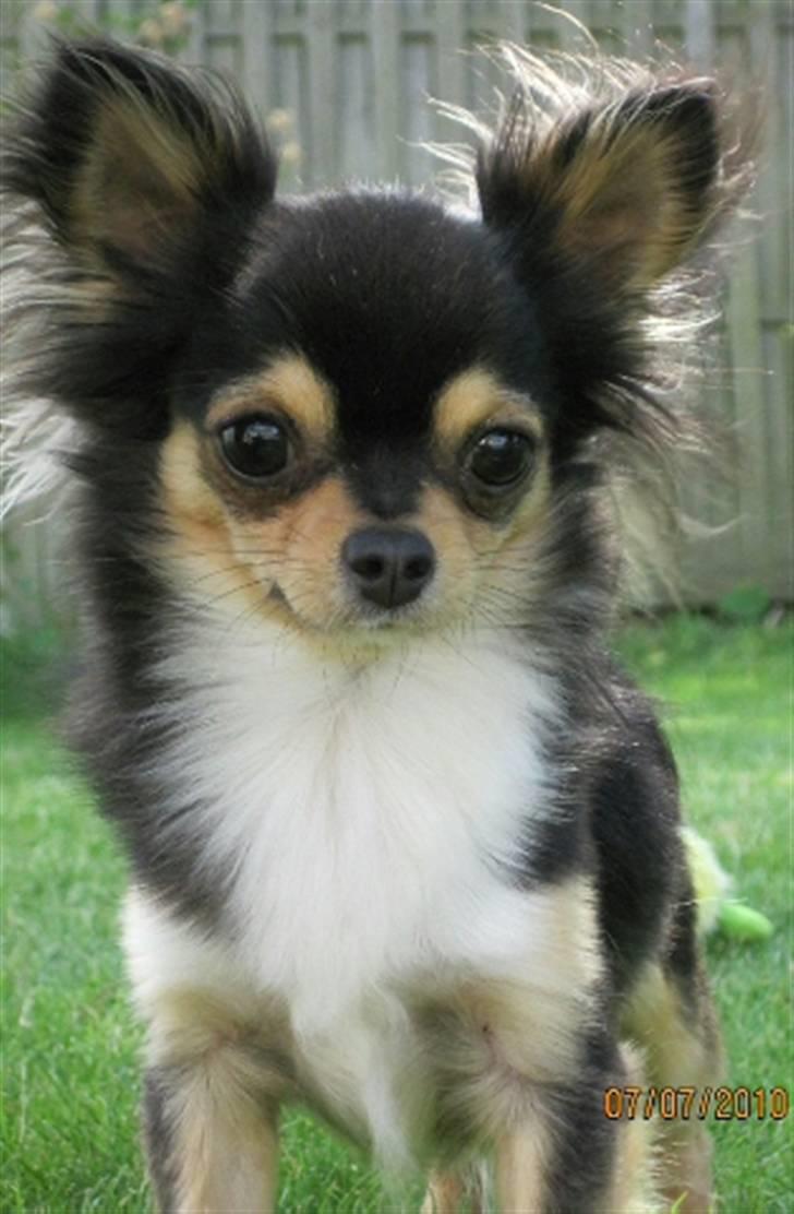 Chihuahua Nico billede 1