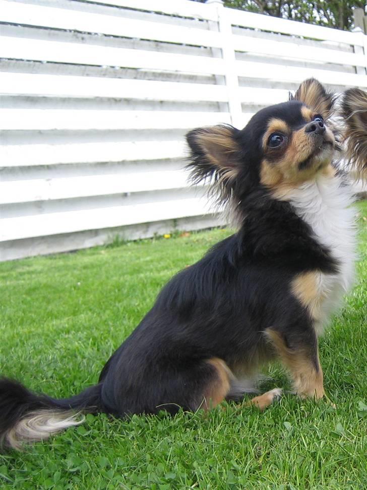 Chihuahua Nico billede 2