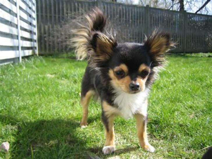 Chihuahua Nico billede 3