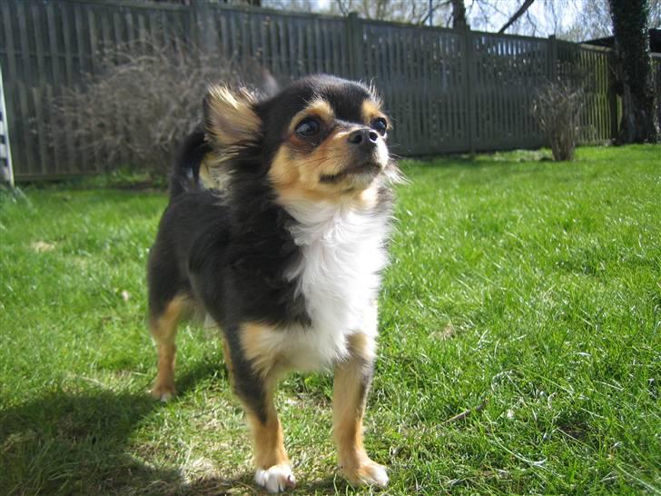 Chihuahua Nico billede 4