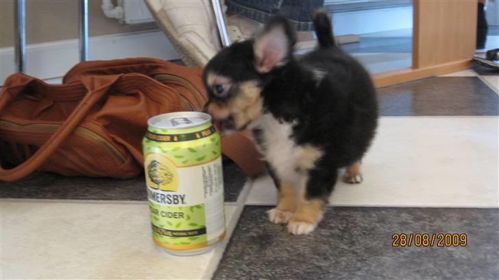 Chihuahua Nico billede 5