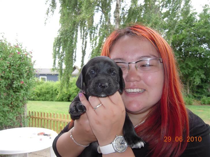 Blanding af racer Bella *solgt:(* - Sammen med min kommende menneske mor <3 billede 1