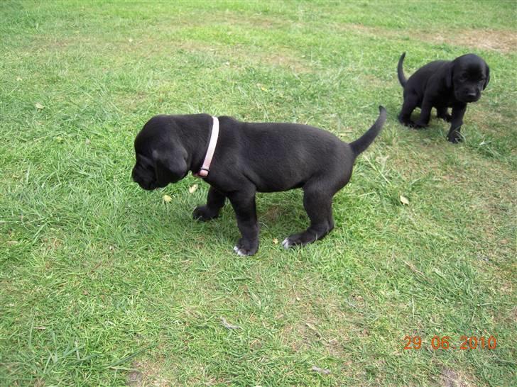 Blanding af racer Bella *solgt:(* - Søster tisser, og jeg snuser og går rundt.. Skal helst se på alt.. ingen kommer forbi min lille næse billede 2