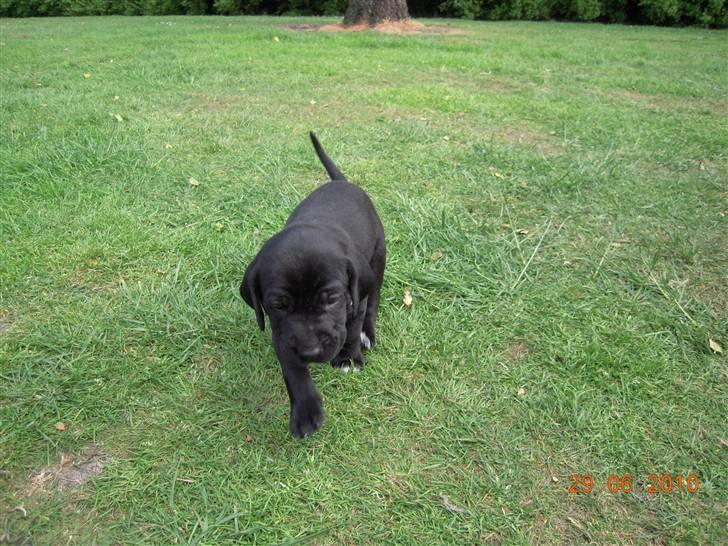 Blanding af racer Bella *solgt:(* - Kaldte du?? billede 3