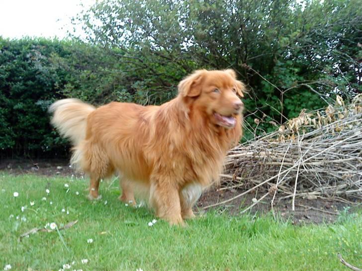 Nova scotia duck tolling retriever Andy - velkommen til Andys profil;P i må MEGET gerne ligge en kommentar(: billede 1