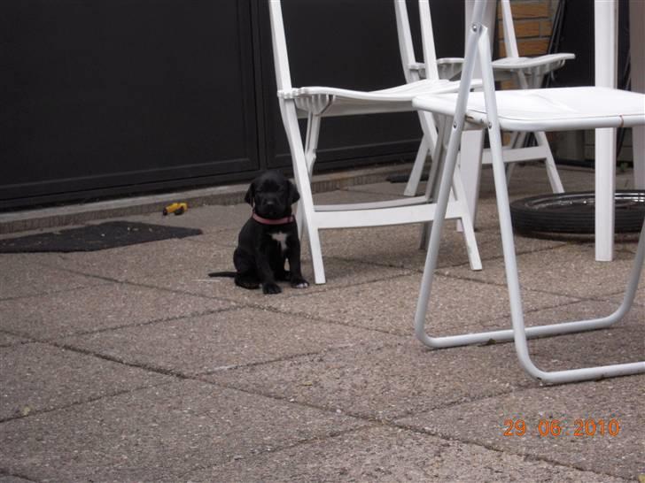 Blanding af racer Bella *solgt:(* - Det er altså hårdt, når man stadig er bette.. billede 4