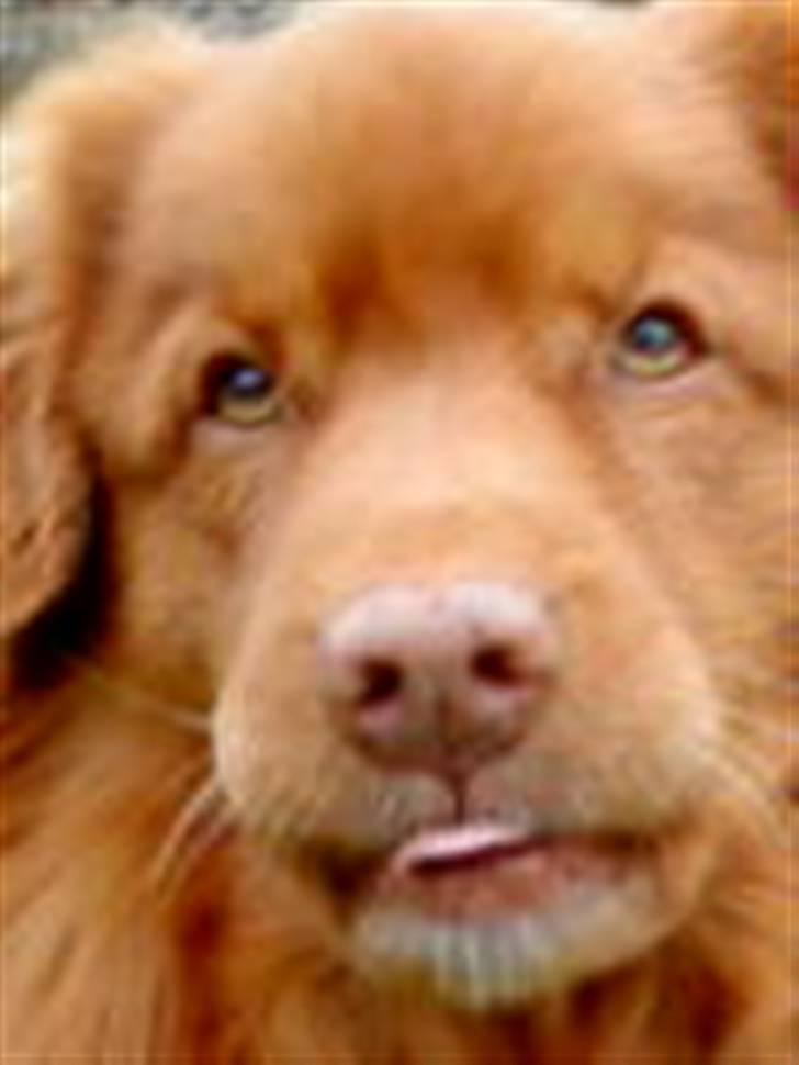 Nova scotia duck tolling retriever Andy billede 3