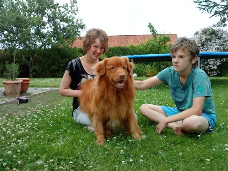 Nova scotia duck tolling retriever Andy - det er godt at blive nusset(: billede 4