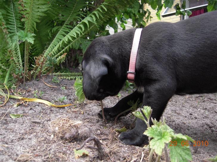Blanding af racer Bella *solgt:(* - Ukrudt.. De skal bare uddø.. Det siger min "morfar" til os.. :D billede 5