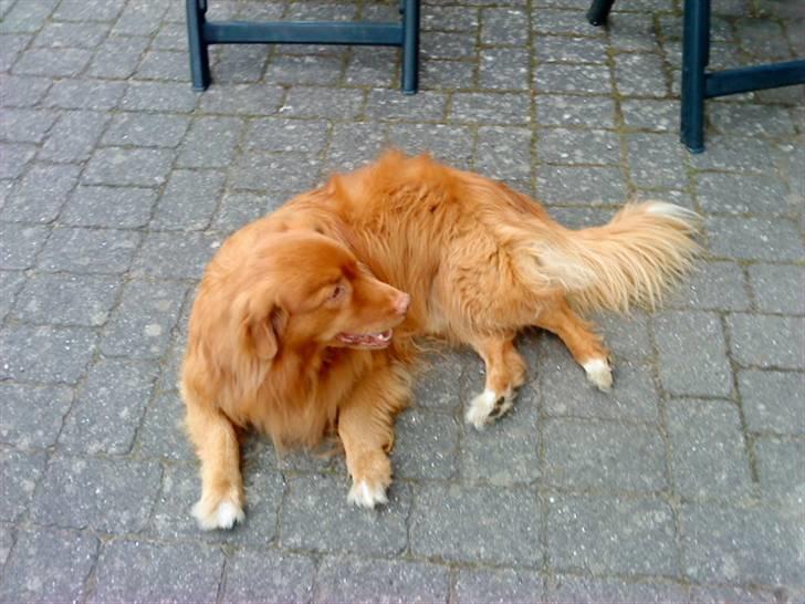 Nova scotia duck tolling retriever Andy billede 5