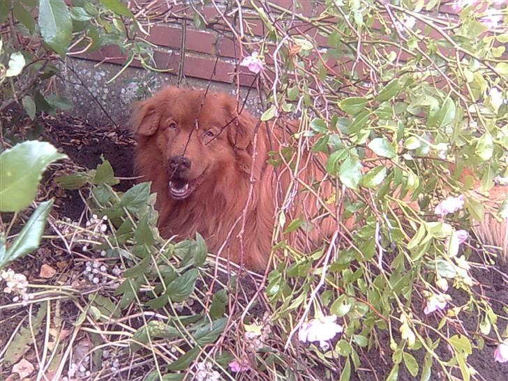 Nova scotia duck tolling retriever Andy - gemmer sig i buskern (: billede 6