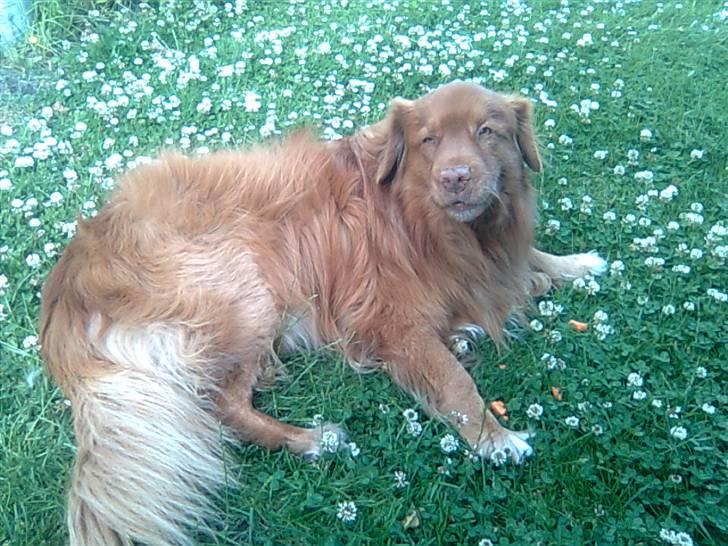 Nova scotia duck tolling retriever Andy billede 8
