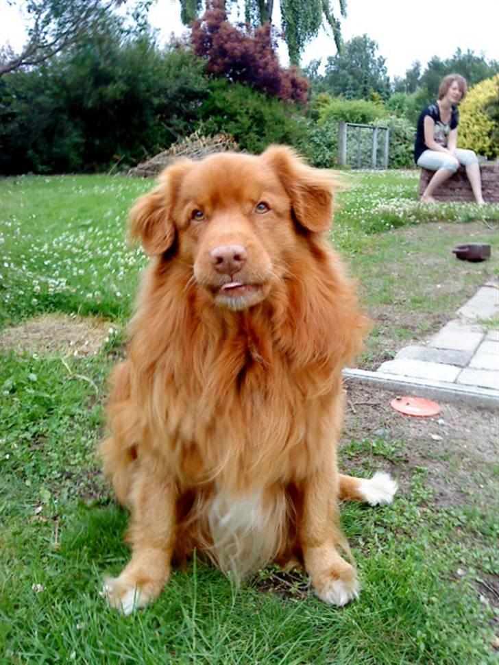 Nova scotia duck tolling retriever Andy - bevogter haven(: billede 9