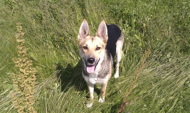 Blanding af racer Laika billede 16