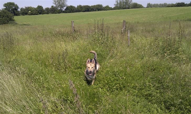 Blanding af racer Laika billede 17