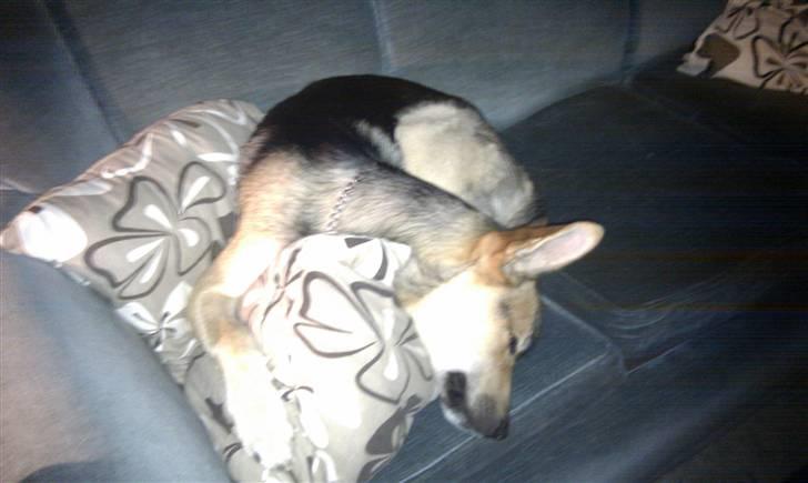 Blanding af racer Laika billede 18