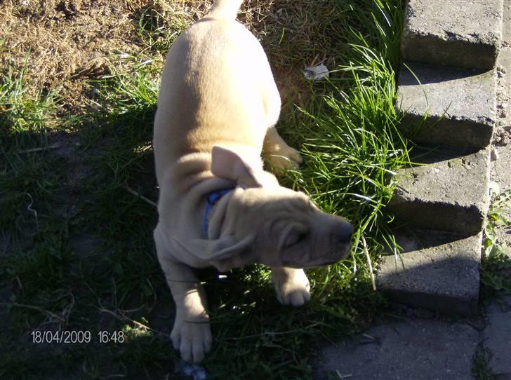 Broholmer Tempo - Her er Tempo meget lille det var da vi fik ham billede 4