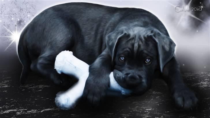 Cane corso Calule billede 1