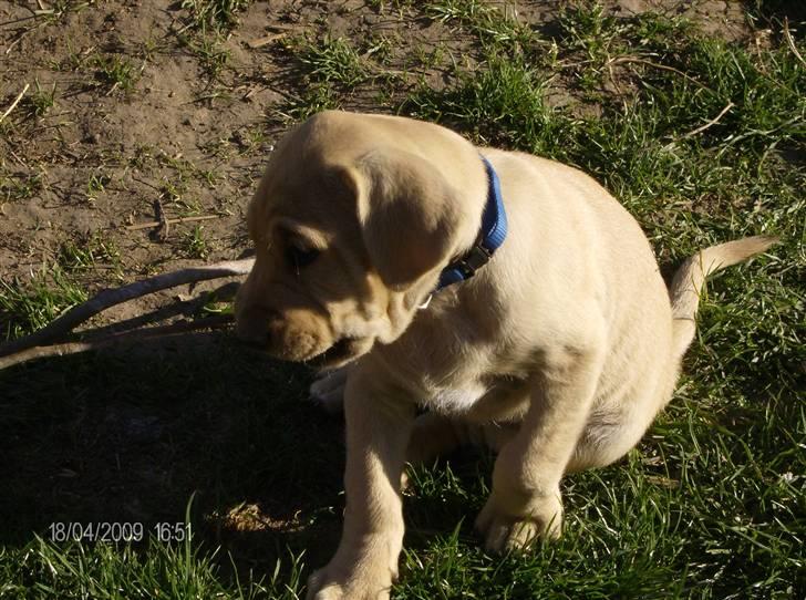 Broholmer Tempo - Her er han også og tygger pin billede 5
