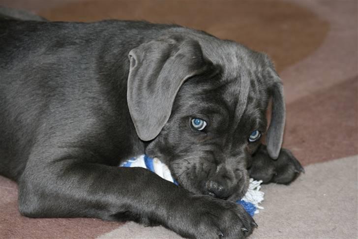 Cane corso Calule billede 2