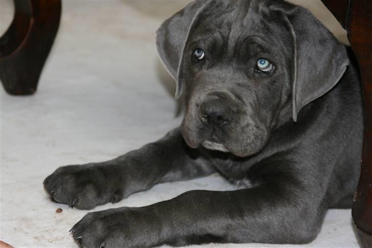 Cane corso Calule billede 3