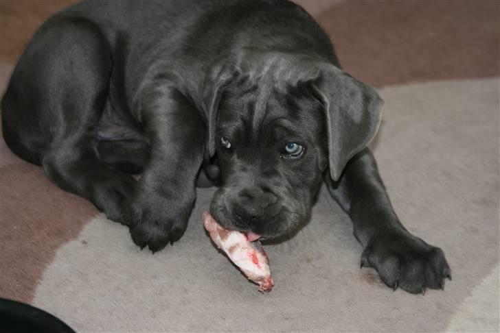 Cane corso Calule billede 4