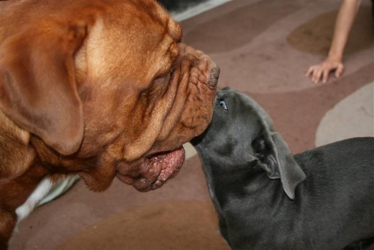 Cane corso Calule billede 5